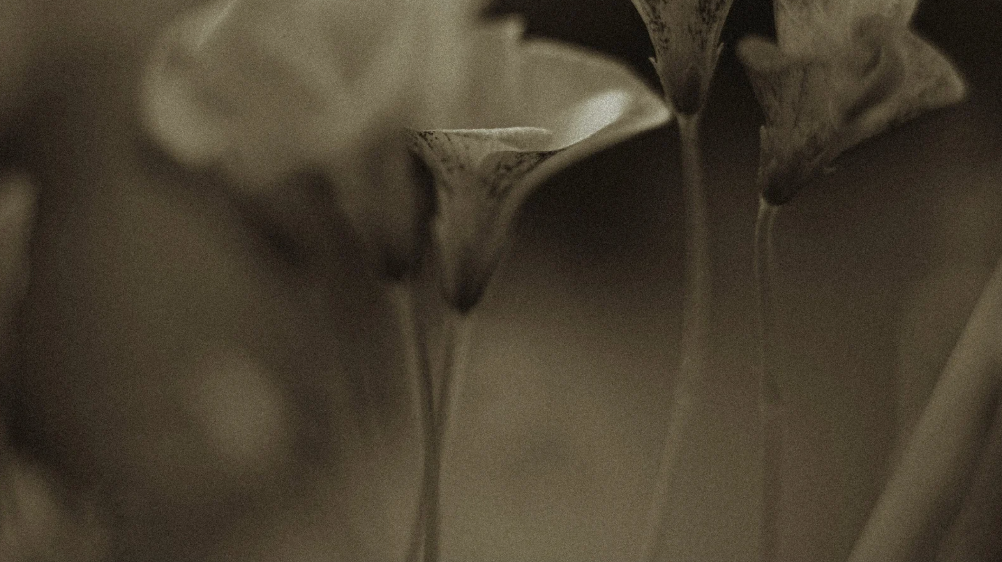 Sculptural calla lilies in soft shadow